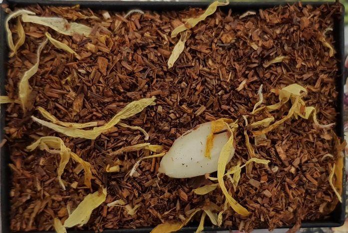 Bourbon Vanilla Rooibos - Loose Leaf Tea Subscription Boxes